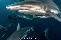 Surrounded by sharks by Michal Štros 